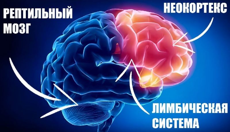 Структура мозку-Нейромаркетинг
